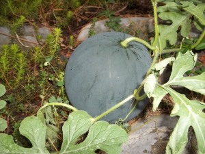 Super Sweet Water Melon