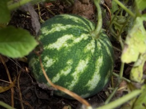 Striped Water Melon