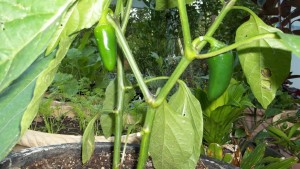 These Jalapeno's will be Great in Salsa. Potted and in the Green House for this winters harvest.