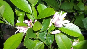 These Blooms are so sweet, lemons and limes make the winter in the Green House a sweet place to be when it snows.